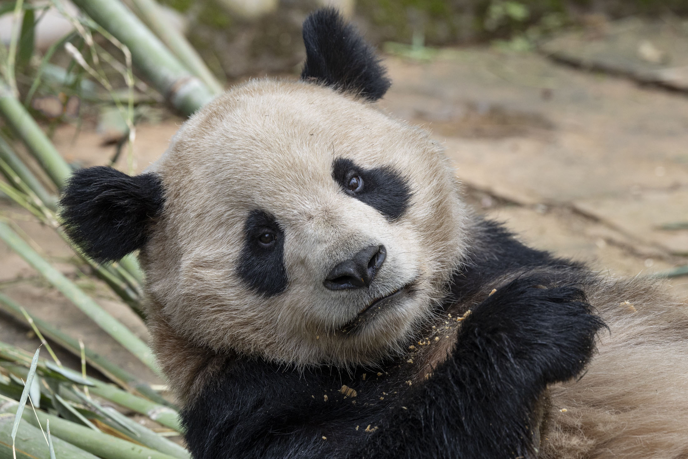 Pair of giant pandas set to travel from China to San Diego Zoo under conservation partnership - Vimarsana News