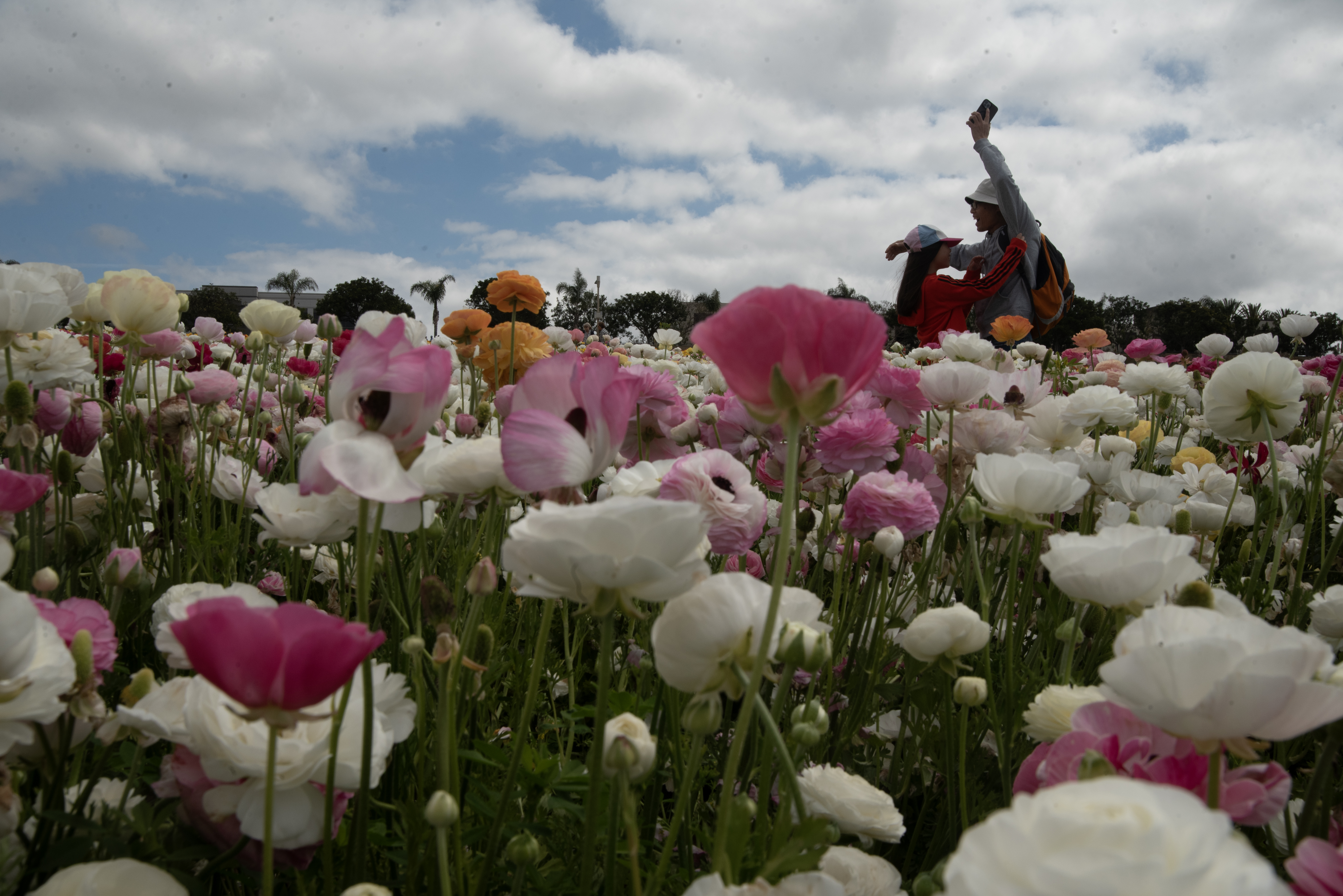 If you haven't made it to the Carlsbad Flower Fields this year, now is the time - Vimarsana News