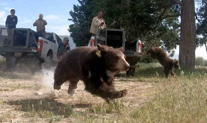 Two orphaned black bear cubs released into wild after stay at wildlife center - Vimarsana News