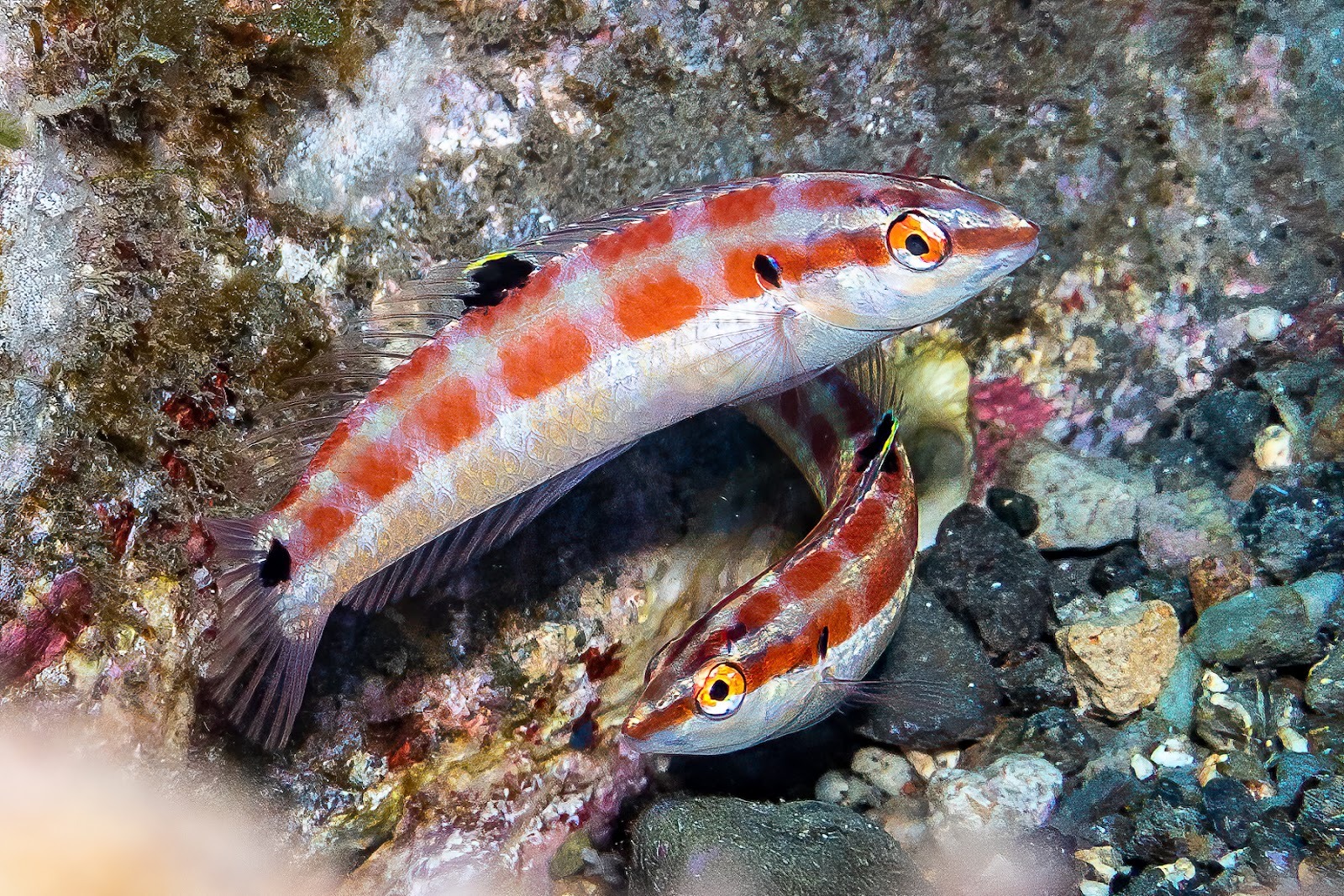 UCSD scientist part of team to discover, name new species of tropical fish - Vimarsana News