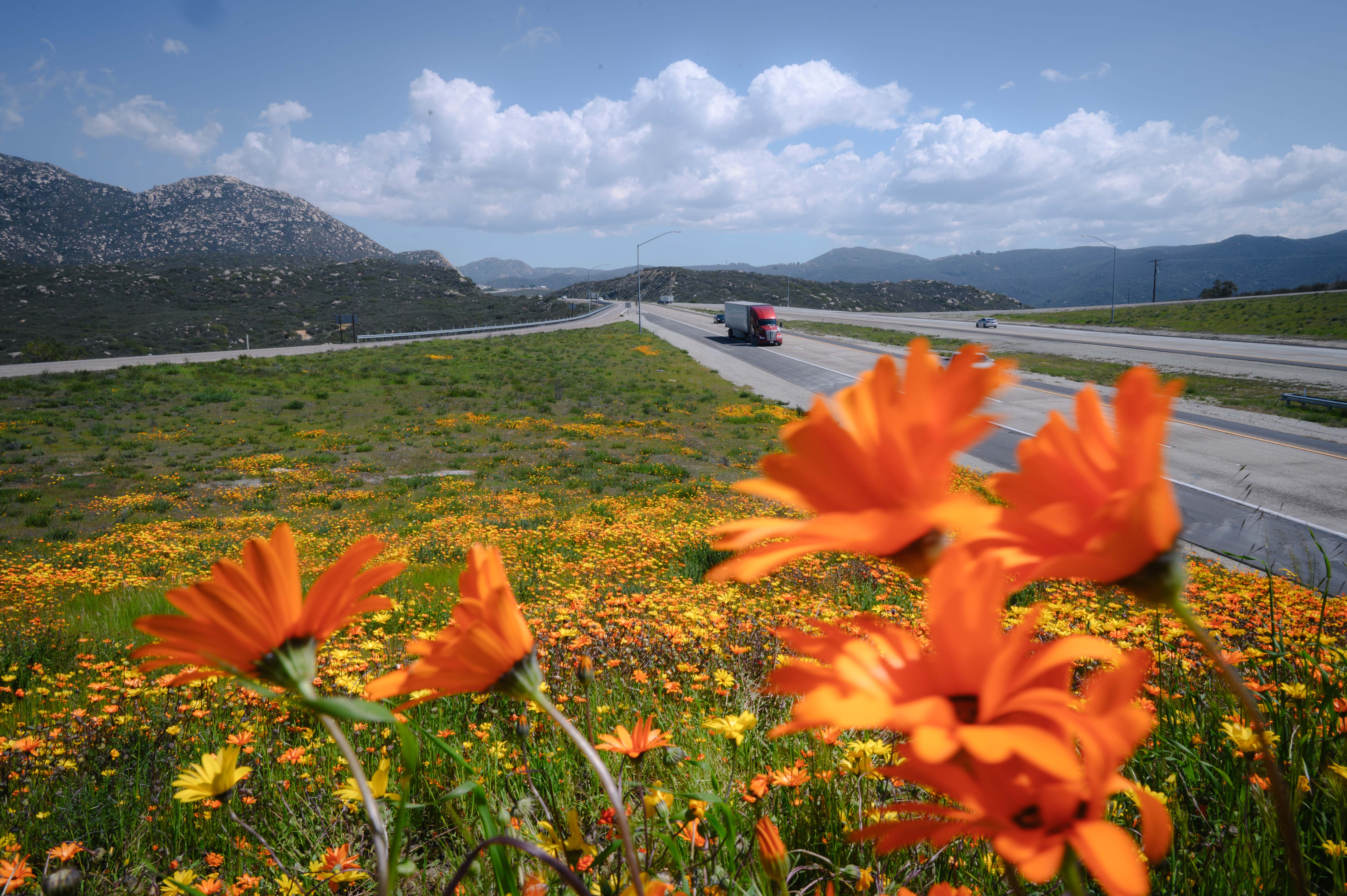 Scattered along San Diego's highways, remnants of a decades-old program are abloom - Vimarsana News