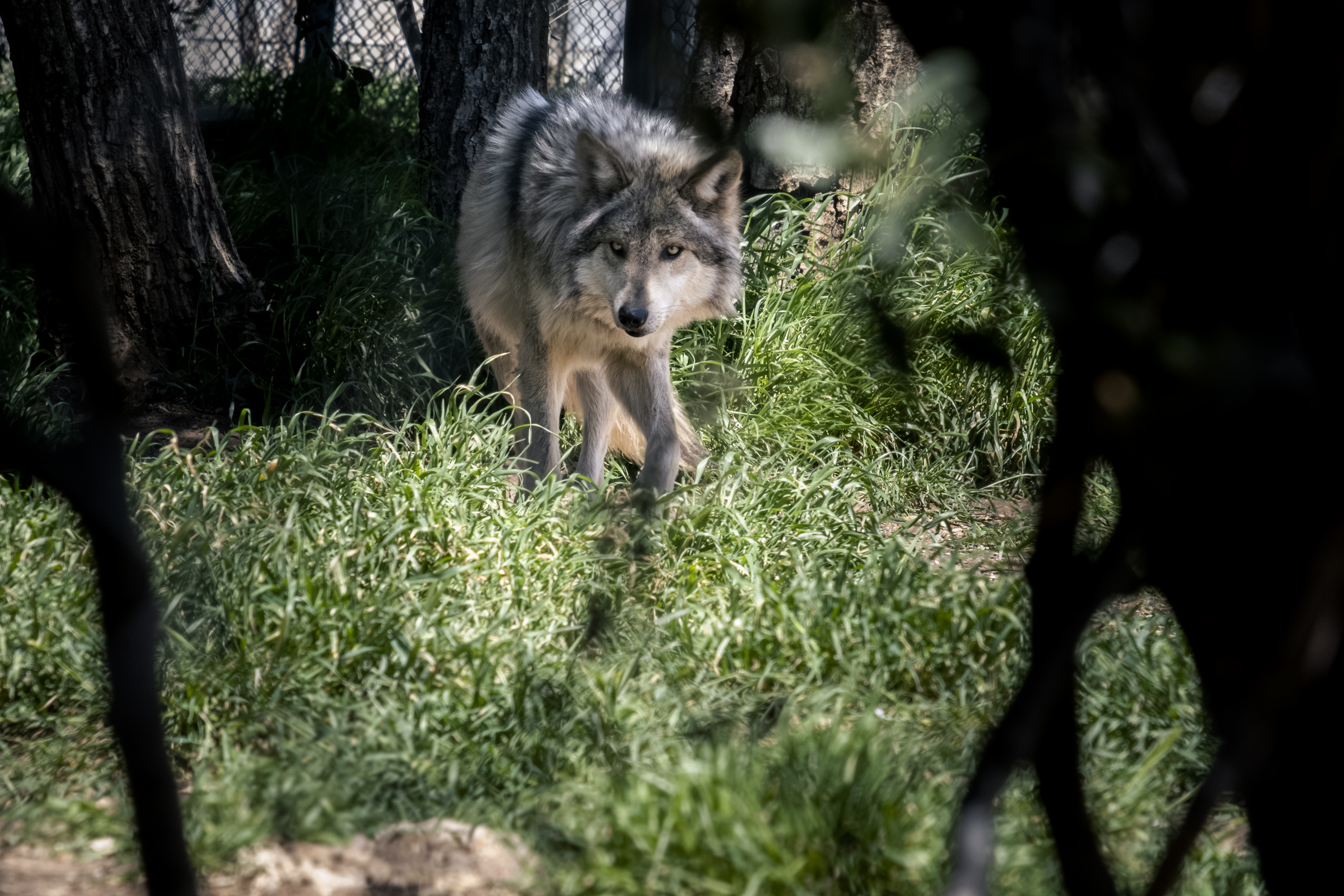 Wolf Center in Julian 'disperses' three Mexican Gray Wolves to Chicago's Brookfield Zoo - Vimarsana News