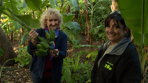 A GROWING PASSION: Distant Roots And Tasty Shoots: Plants At The Zoo - Vimarsana News