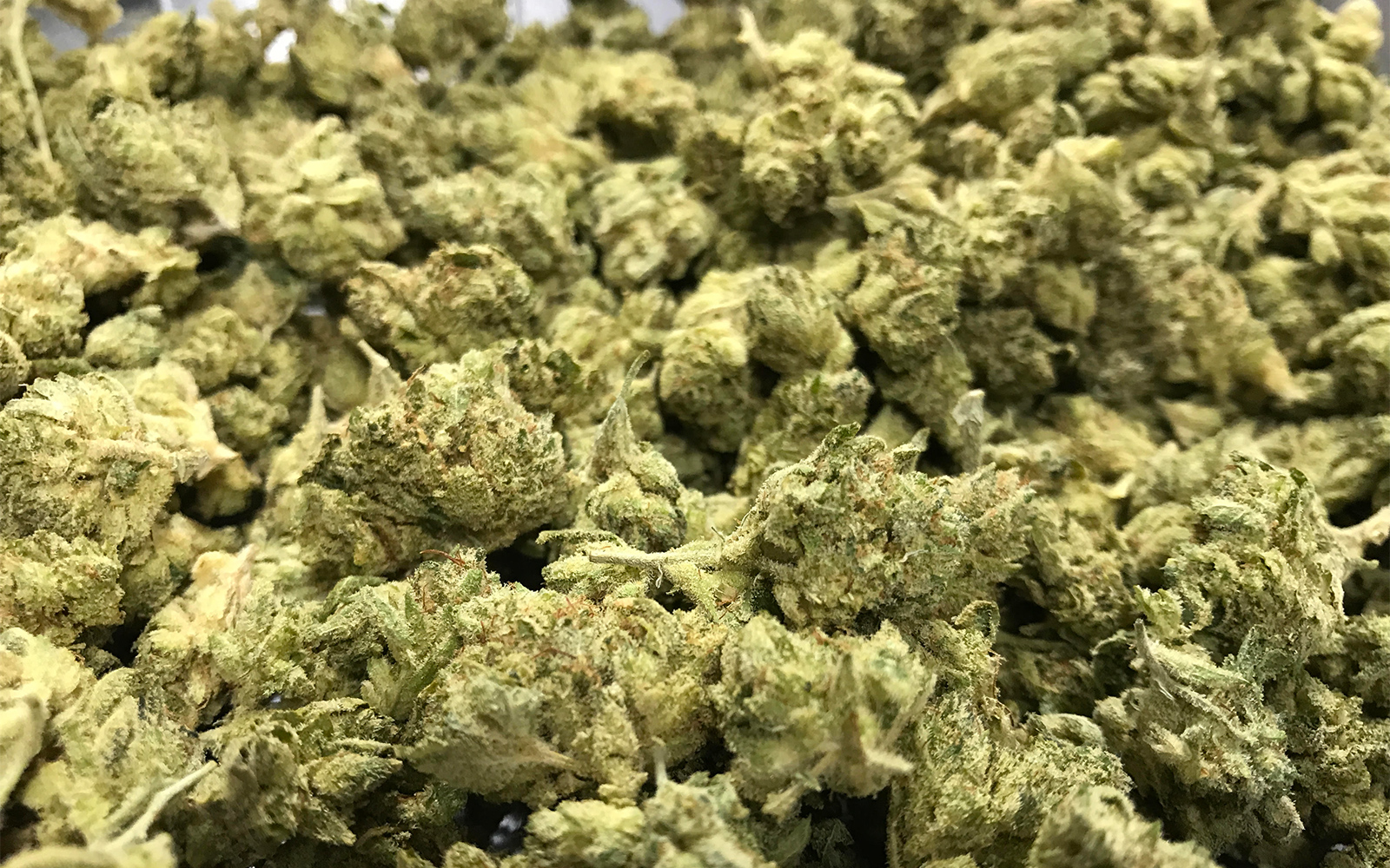 The US is easing restrictions on cannabis. What could it mean for San Diego? - Vimarsana News